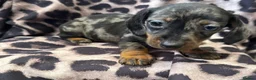 Miniature Dachshund dogs for sale: Miniature Dachsund puppies 3 boys 1 girl  - Advert 8