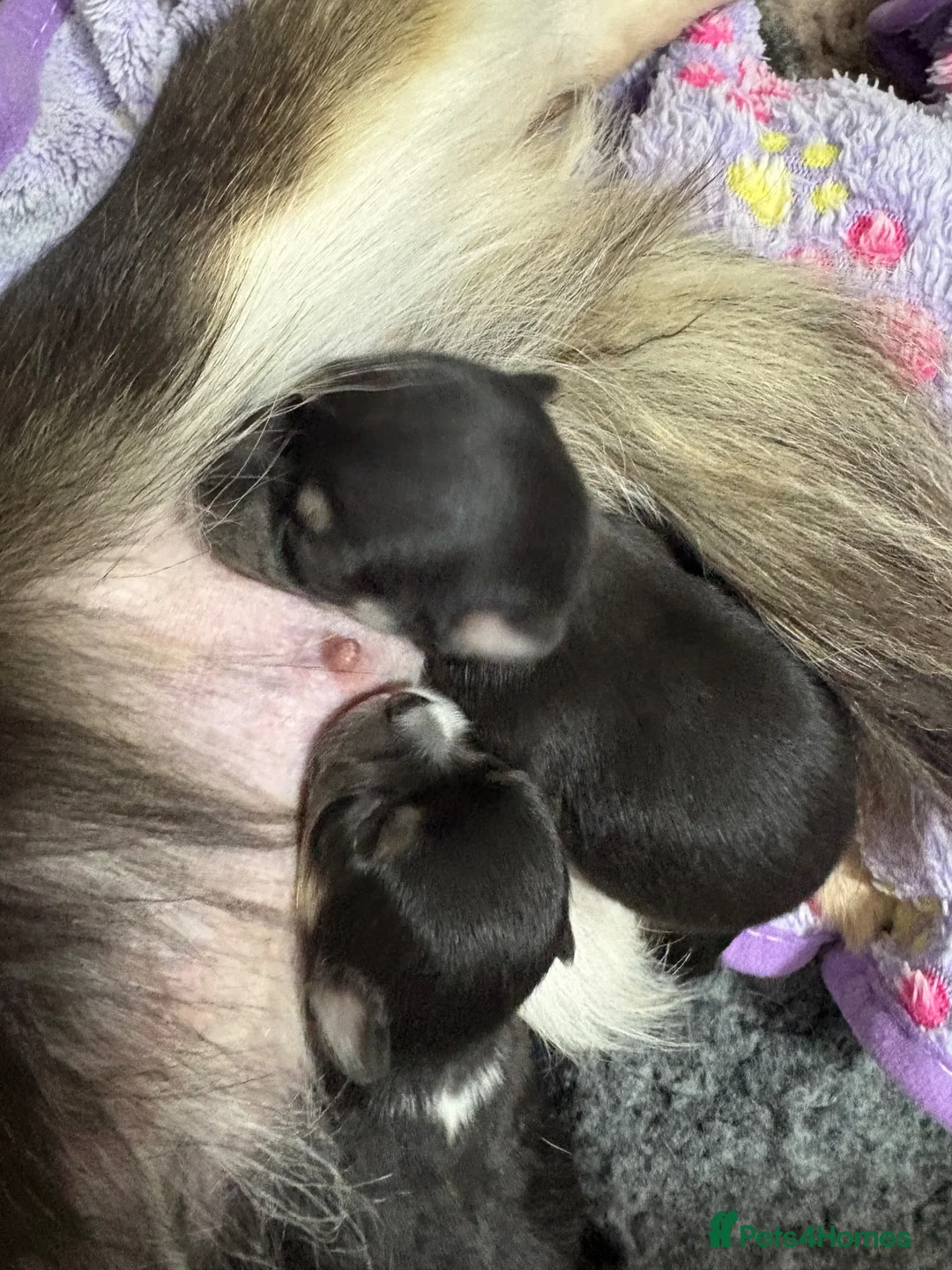 Chihuahua dogs for sale: stunning chihuahua  - Advert 8