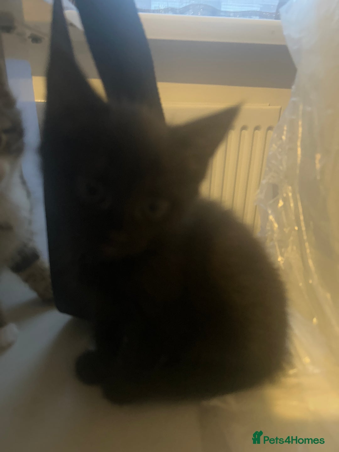 British Shorthair cats for sale: kittens  - Image 7