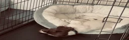 English Springer Spaniel dogs for sale: 14 Week Old Female Springer Spaniel  - Advert 12
