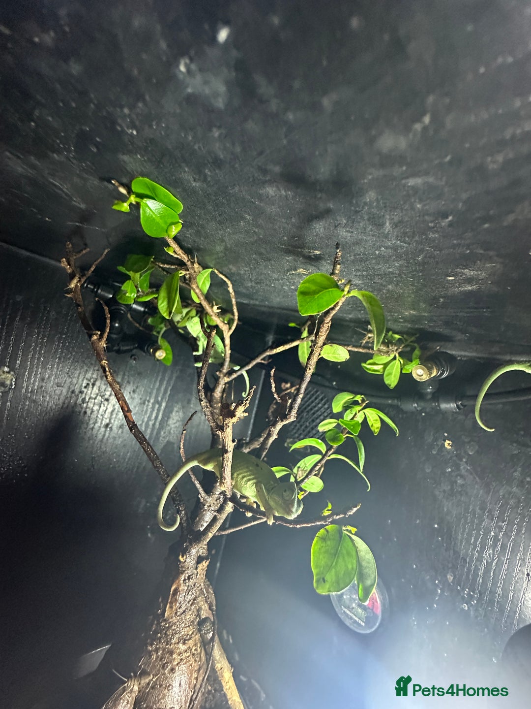 Chameleon reptiles for sale: Baby yemen chameleons  - Image 5