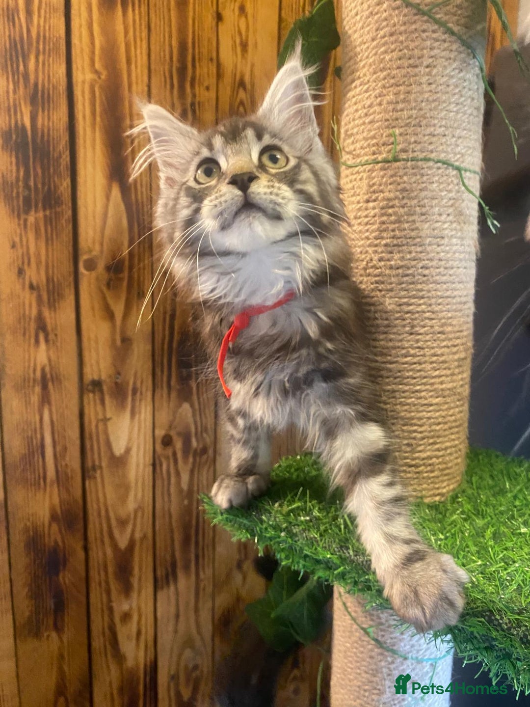 Maine Coon cats for sale: Gccf maine coon babies - Advert 21