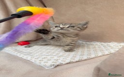 British Shorthair cats for sale: Lovely brown spotted British shorthair kittens - Image 4