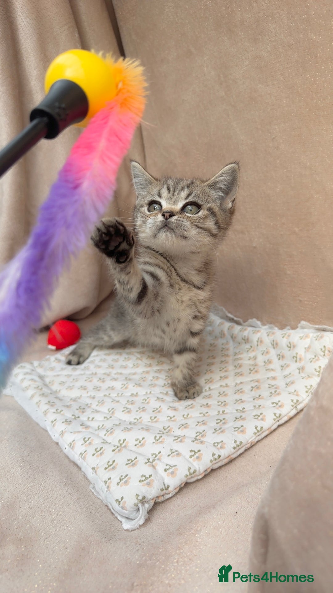 British Shorthair cats for sale: Lovely brown spotted British shorthair kittens - Image 4