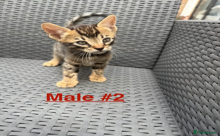 Bengal cats - Advert 5