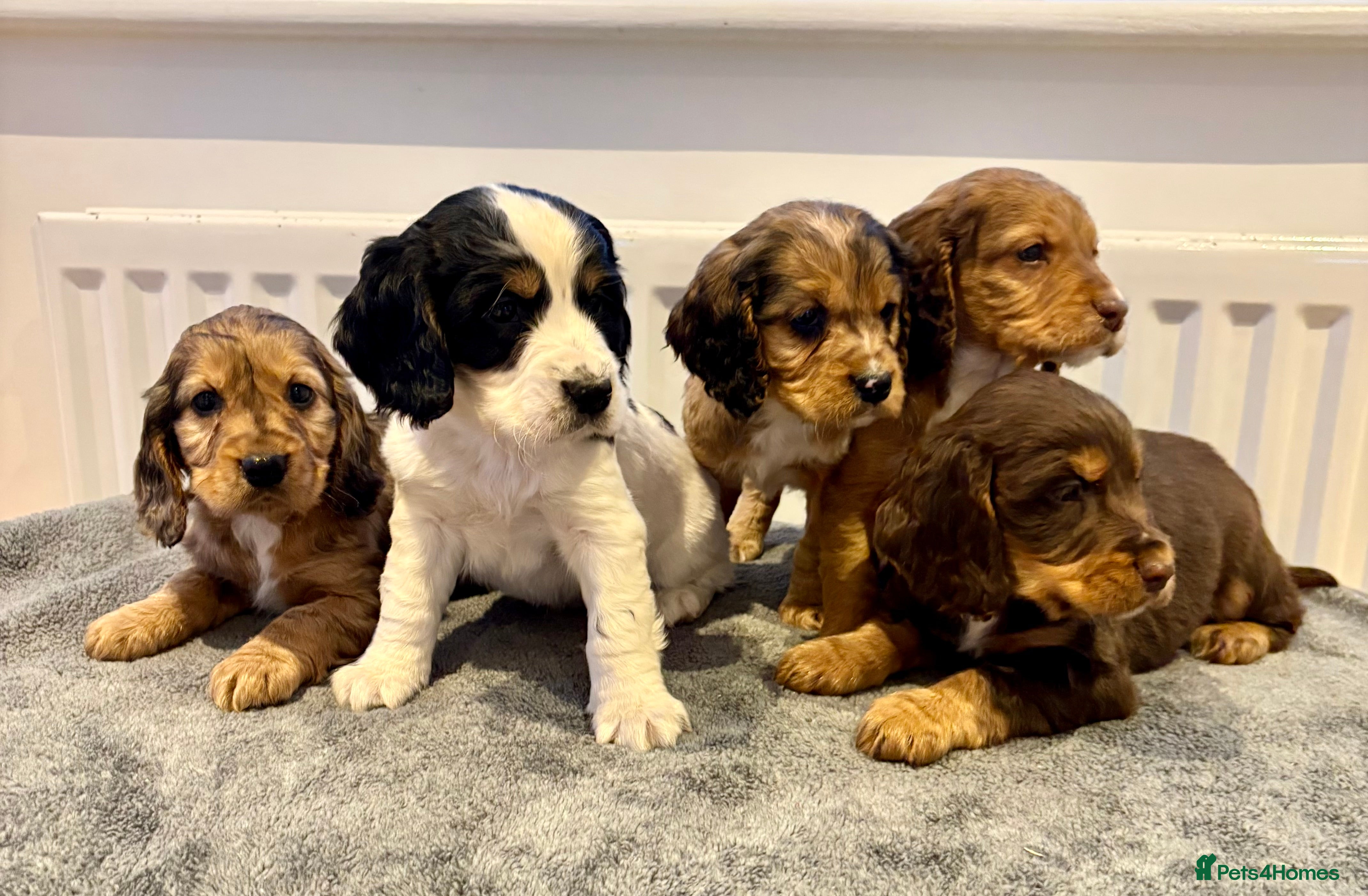 Cocker Spaniel dogs Cocker spaniel puppies  - Advert 2