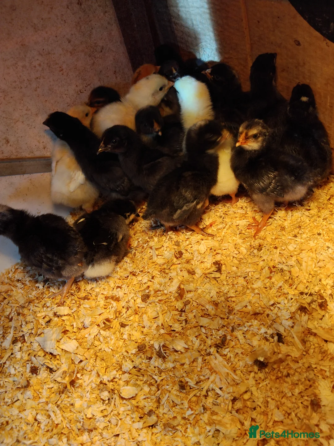 Chickens poultry for sale: Chicks  - Advert 2