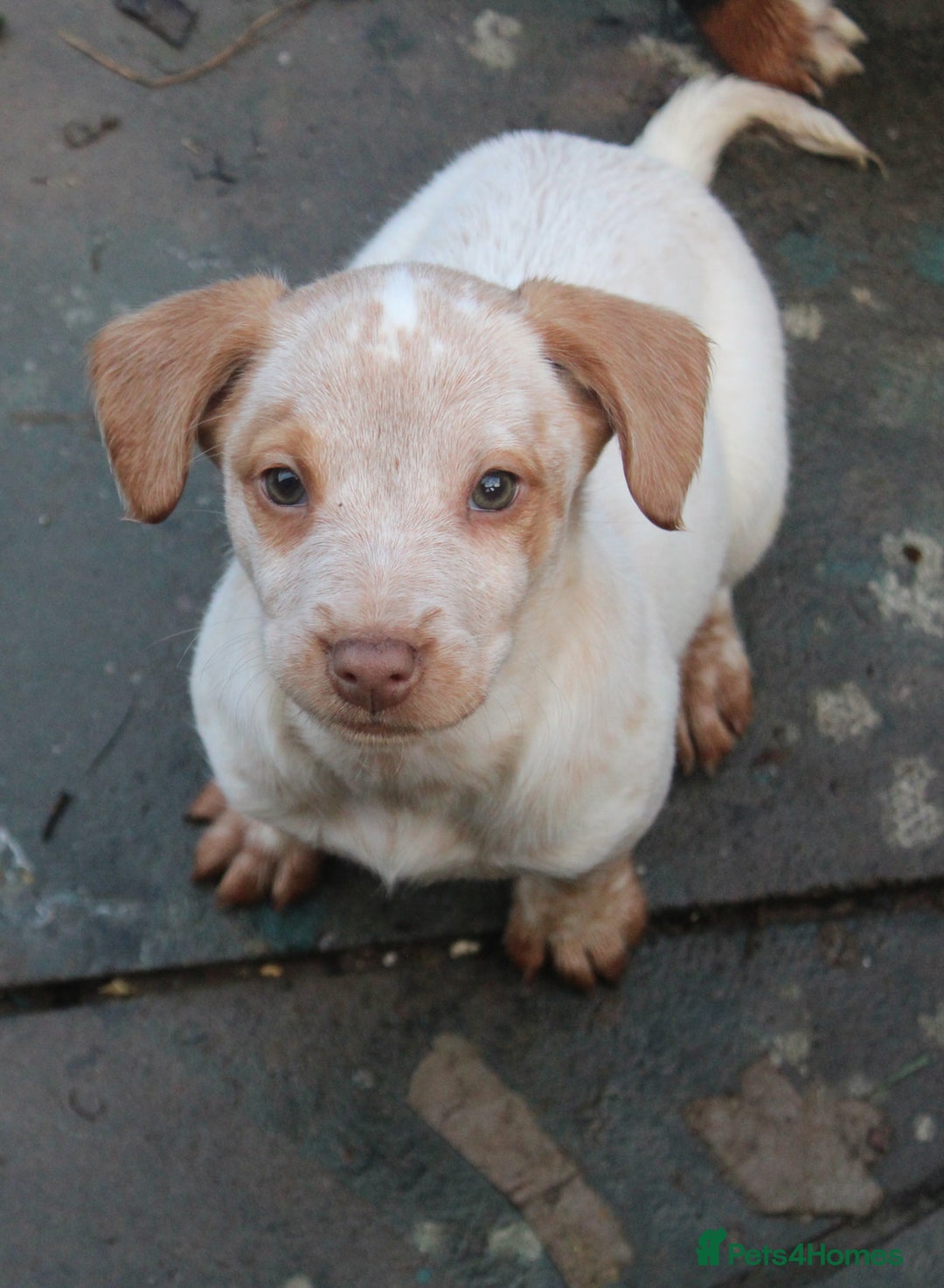 Mixed Breed dogs for sale: Cocker x Kelpie Puppies - Advert 4