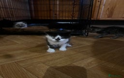 Mixed Breed cats for sale: Adorable Kittens Ready to Leave soon - Advert 13