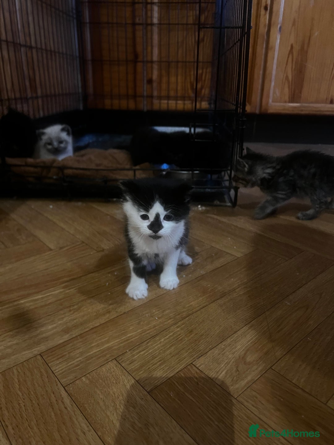 Mixed Breed cats for sale: Adorable Kittens Ready to Leave soon - Advert 13