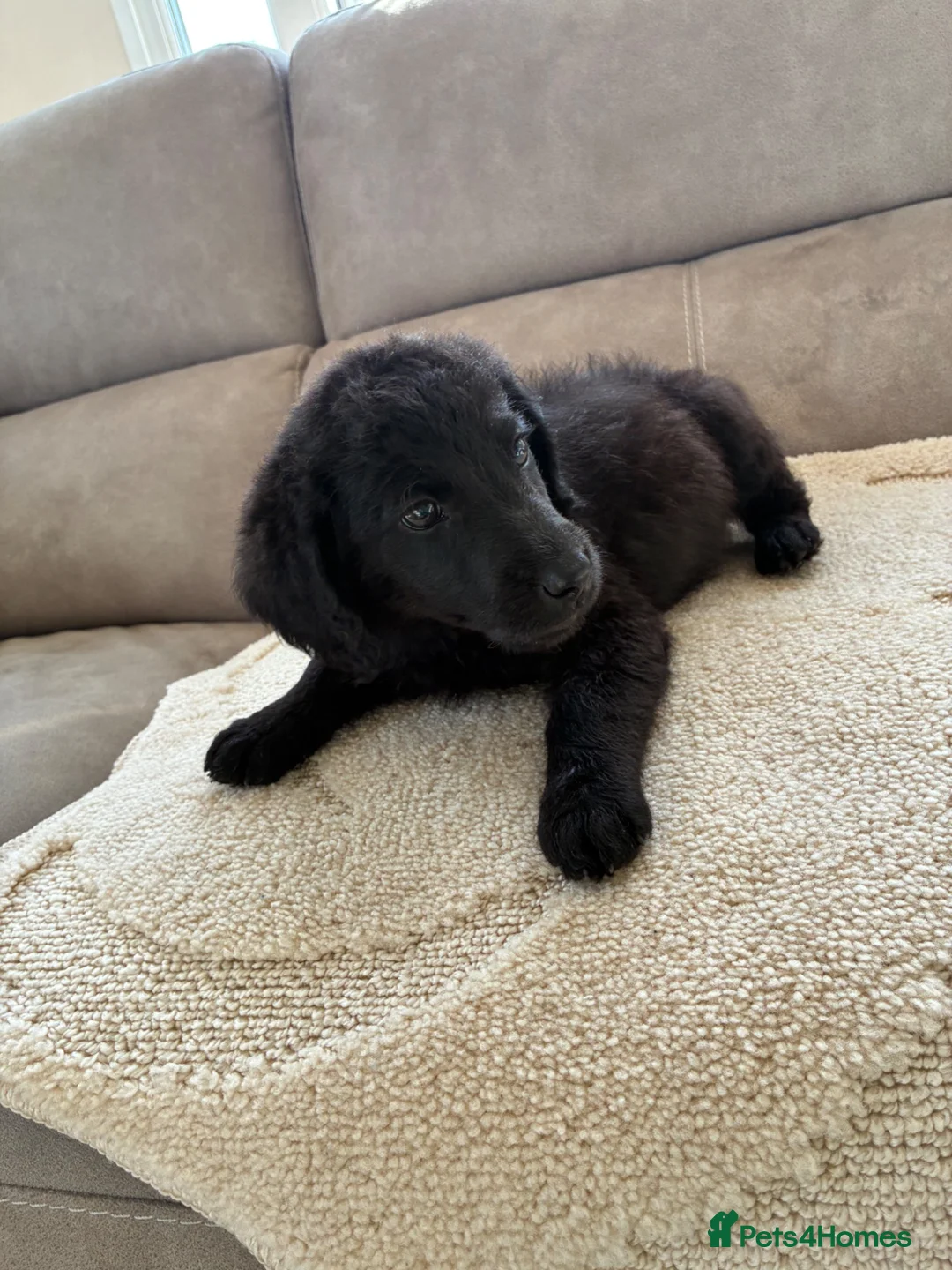Labradoodle dogs for sale: Merel labradoodle puppies  in Crowborough - Advert 5
