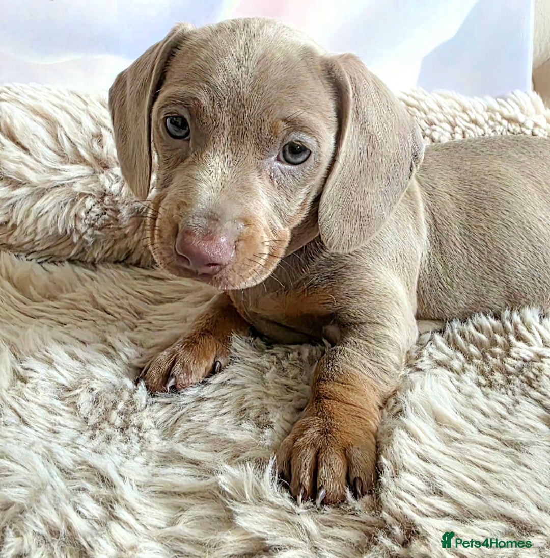 Miniature Dachshund dogs for sale: DARLA the dachshund  - Advert 5