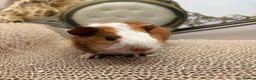 Guinea Pig rodents for sale: LOTS OF BABY BOYS AVAILABLE 🩵🏡💫 - Advert 10