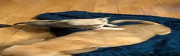 Chihuahua dogs for sale: Tiny Chihuahua for sale  - Advert 3