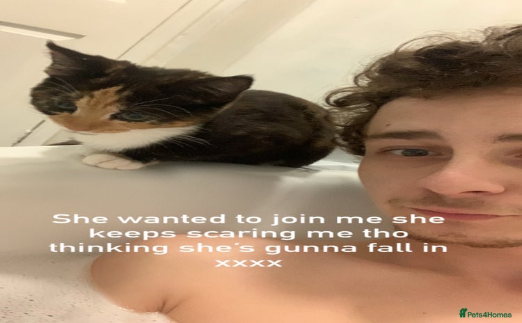 Mixed Breed cats - Advert 6