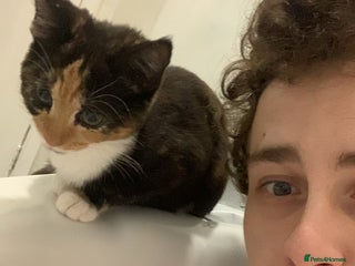 Mixed Breed cats - Advert 4