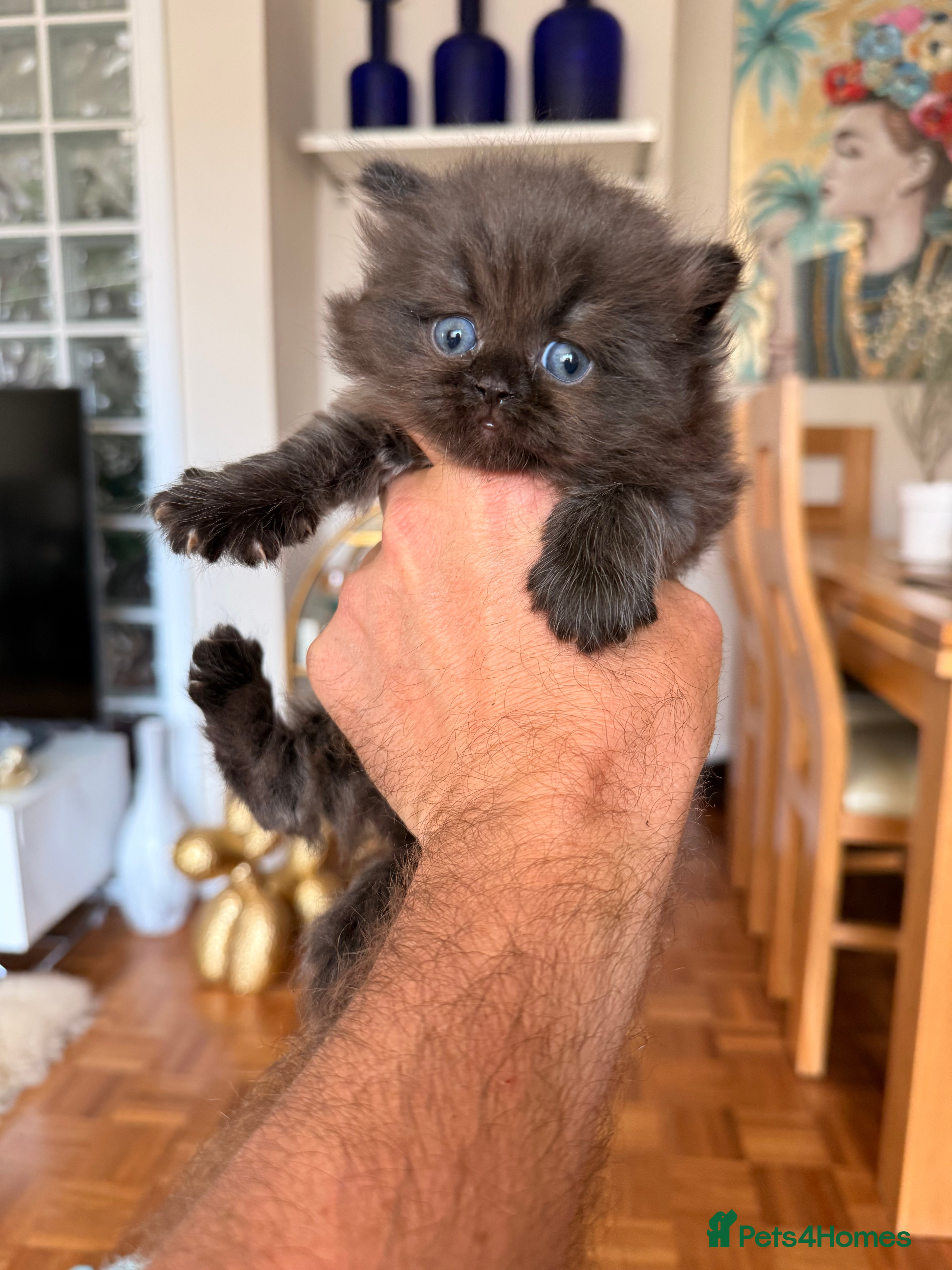 Choc chick