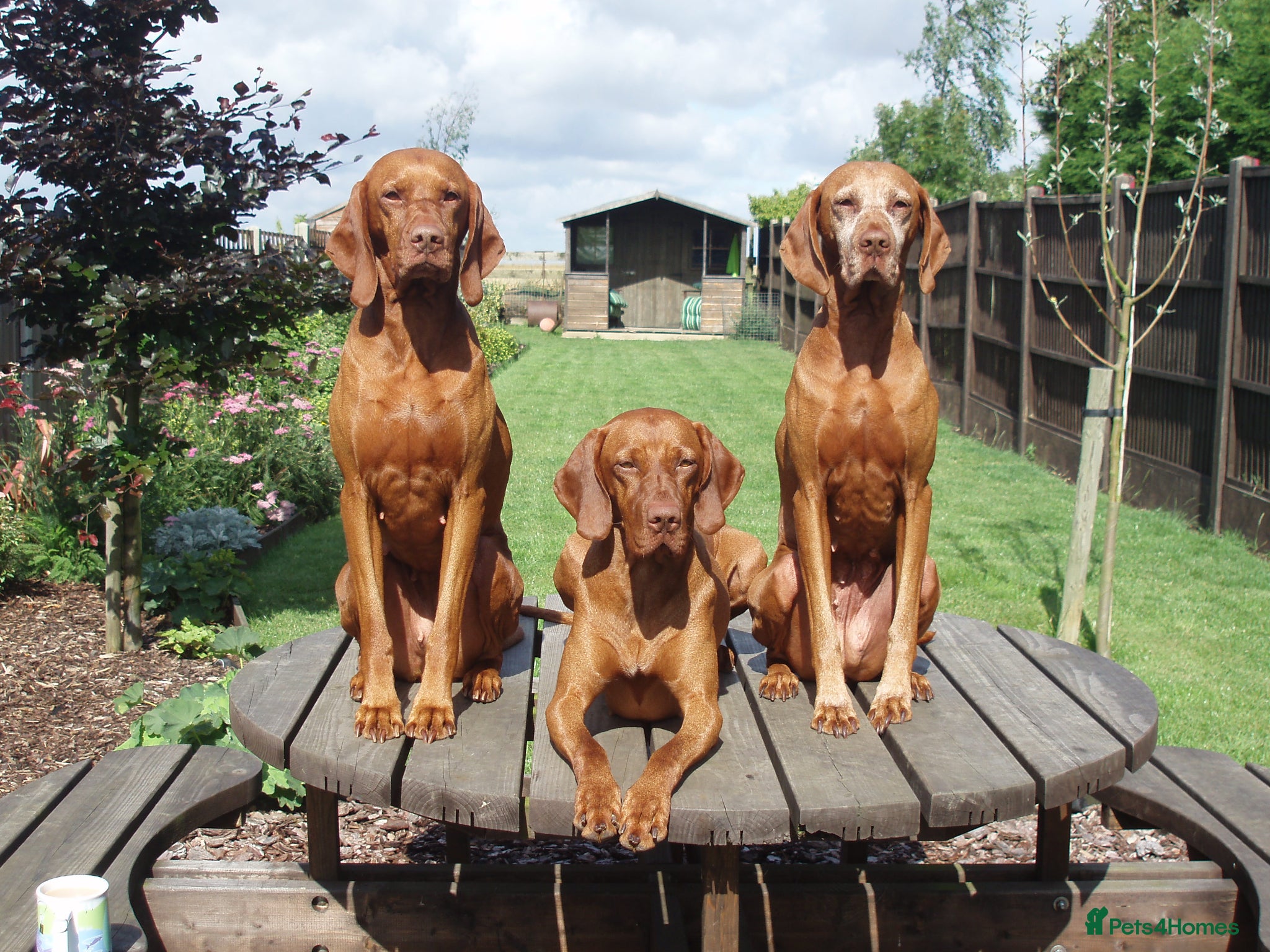 Hungarian Vizsla dogs KC REG & HEALTH CHECKED PARENTS & PUPS - Advert 2