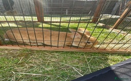 Californian rabbits for sale: 2 Female Californian Rabbits. - Image 10