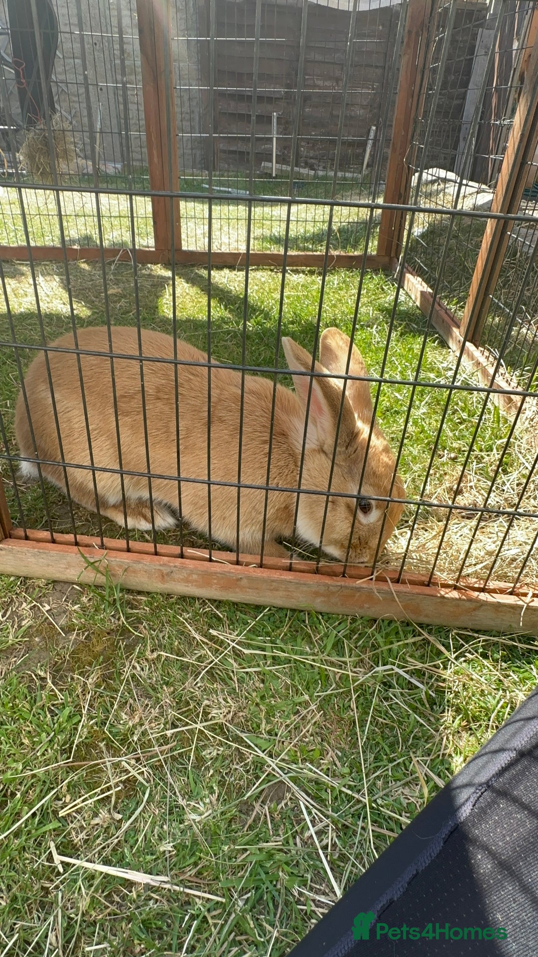 Californian rabbits for sale: 2 Female Californian Rabbits. - Image 10