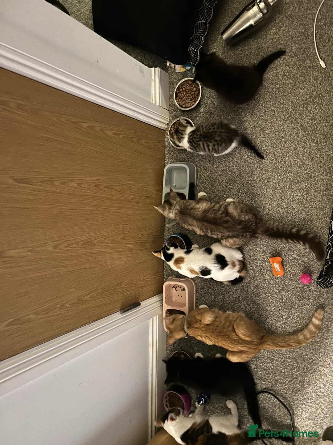 Mixed Breed cats for sale: 4 kittens under 1 needs rehoming - Advert 6