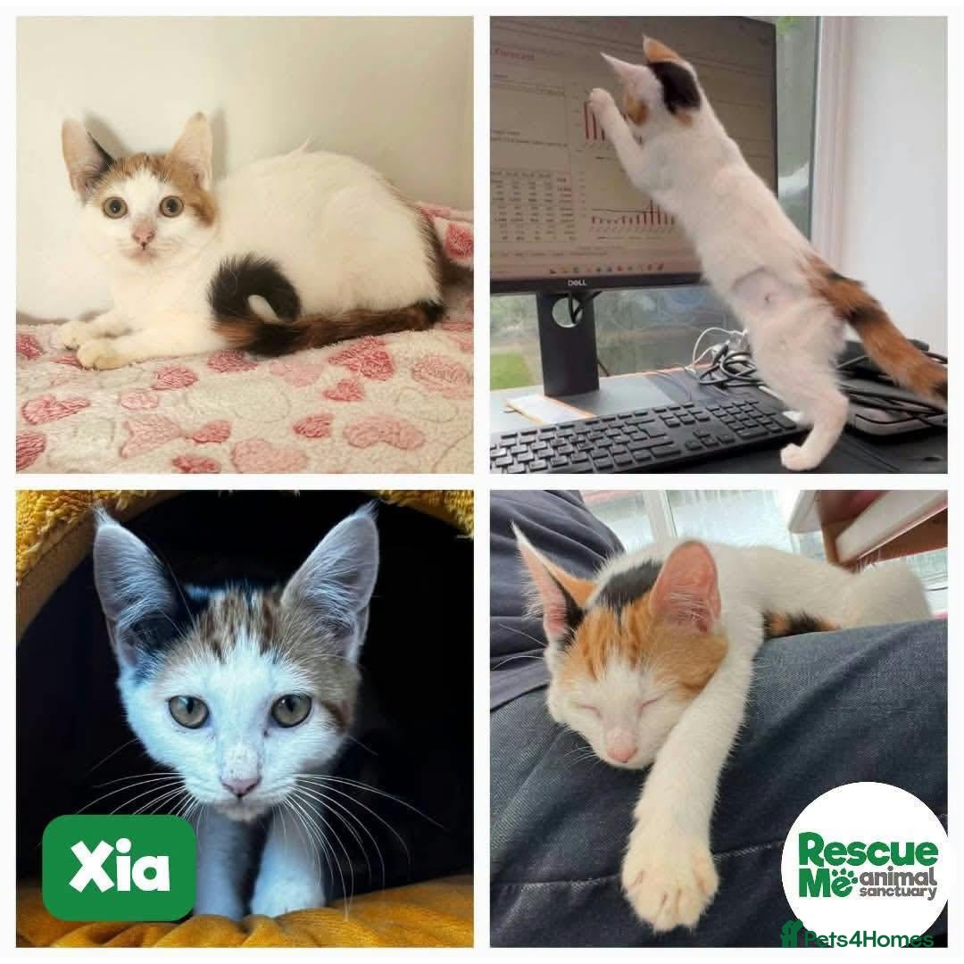 Mixed Breed cats Gorgeous Xia  - Advert 3