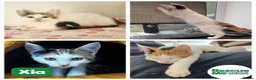 Mixed Breed cats for adoption: Gorgeous Xia  in Liverpool - Advert 1