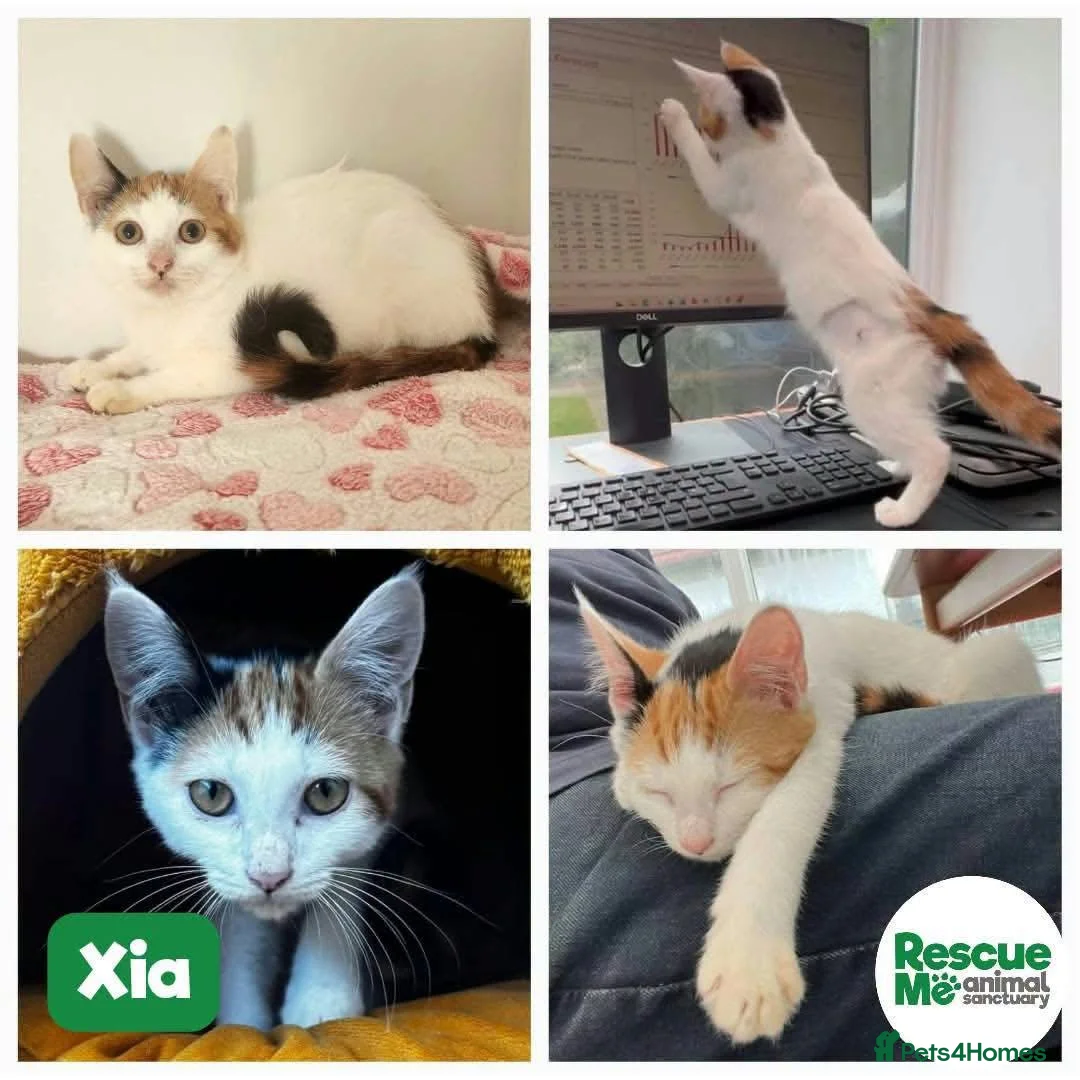 Mixed Breed cats for adoption: Gorgeous Xia  in Liverpool - Advert 1
