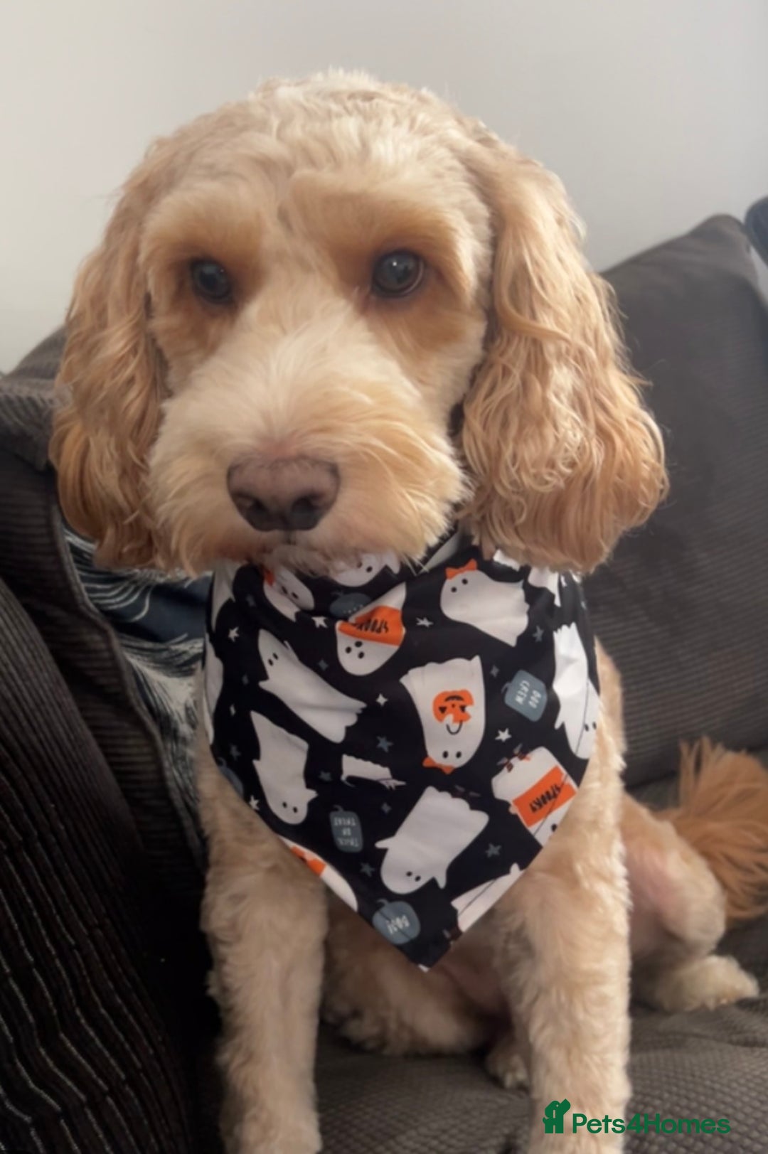 Cockapoo dogs for stud: F1 Cockapoo  - Advert 3