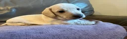 Miniature Dachshund dogs for sale: Adorable Miniature Dachshund Puppies - Advert 7