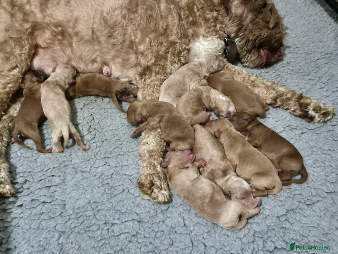 Australian Labradoodle dogs for sale: 1 boy and 1 girl left - Advert 17
