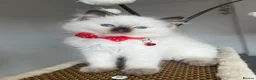 Ragdoll cats for sale: Registered Ragdoll kittens for sale - Advert 15