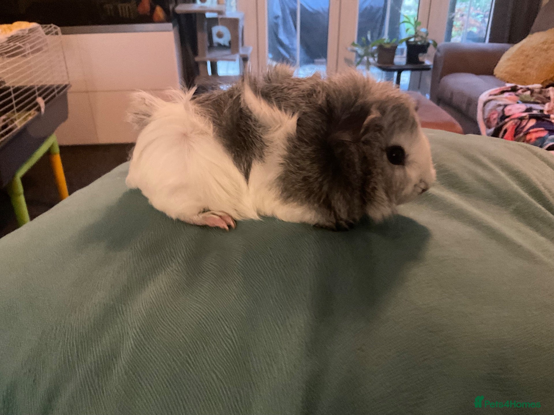 Guinea Pig rodents Stunning little boy - Advert 15