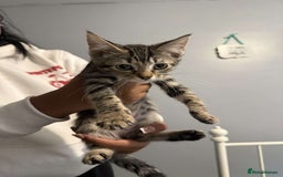 Ragdoll cats for sale: Ragdoll x bengal //// bengal x tabby - Image 20