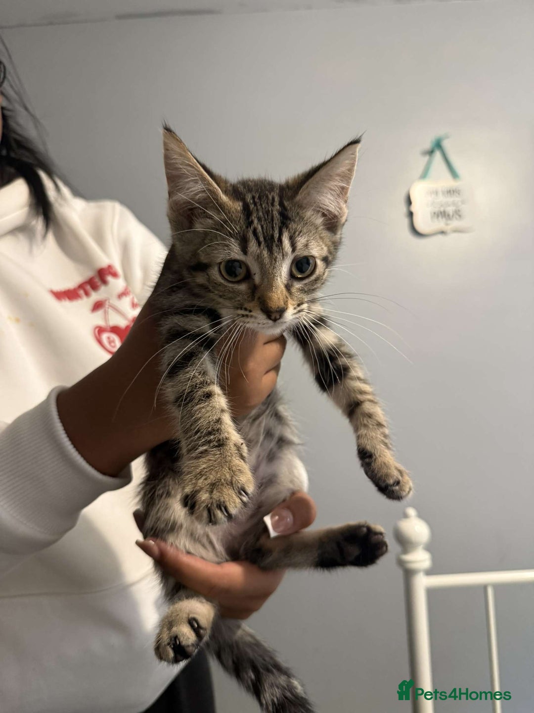 Ragdoll cats for sale: Ragdoll x bengal //// bengal x tabby - Image 20