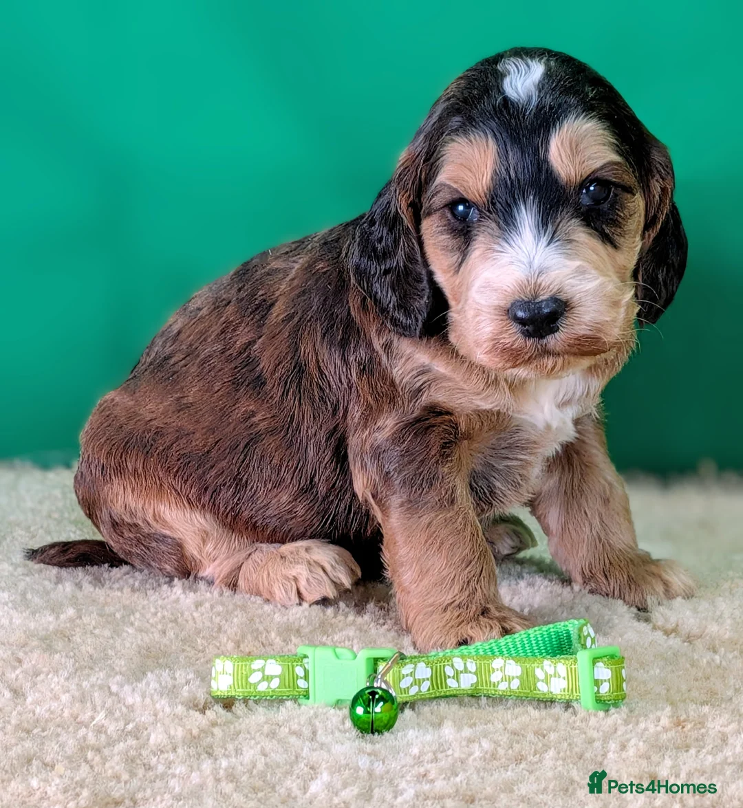 Cockapoo dogs for sale: Your Next Furry Family Member Awaits!  - Advert 1