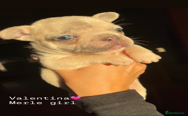 French Bulldog dogs - Advert 2
