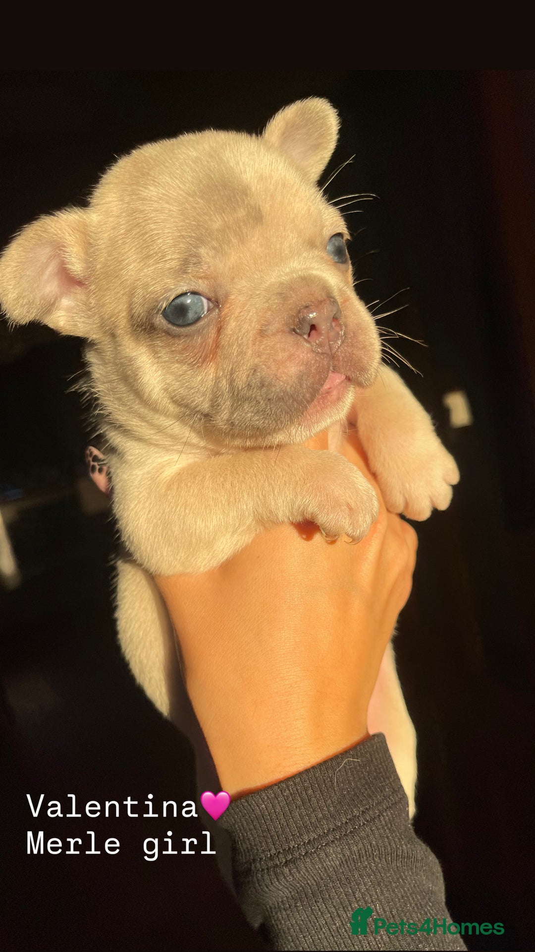 French Bulldog dogs for sale: Gorgeous pied and merle french bulldog puppies🩷💙 - Image 1