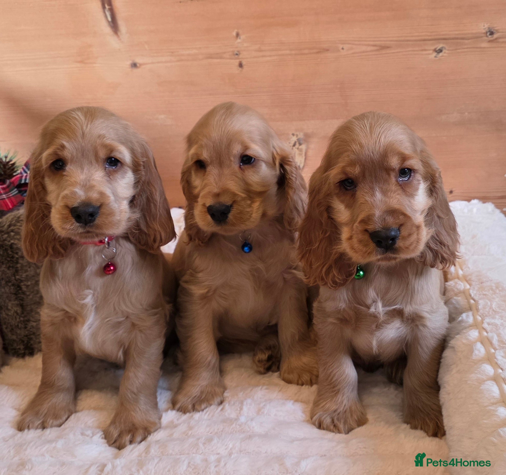 Cocker Spaniel dogs ✨ KC Show-Type Cocker Spaniel Puppies ✨ - Advert 6