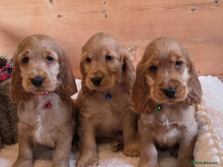 Cocker Spaniel dogs ✨ KC Show-Type Cocker Spaniel Puppies ✨ - Advert 6
