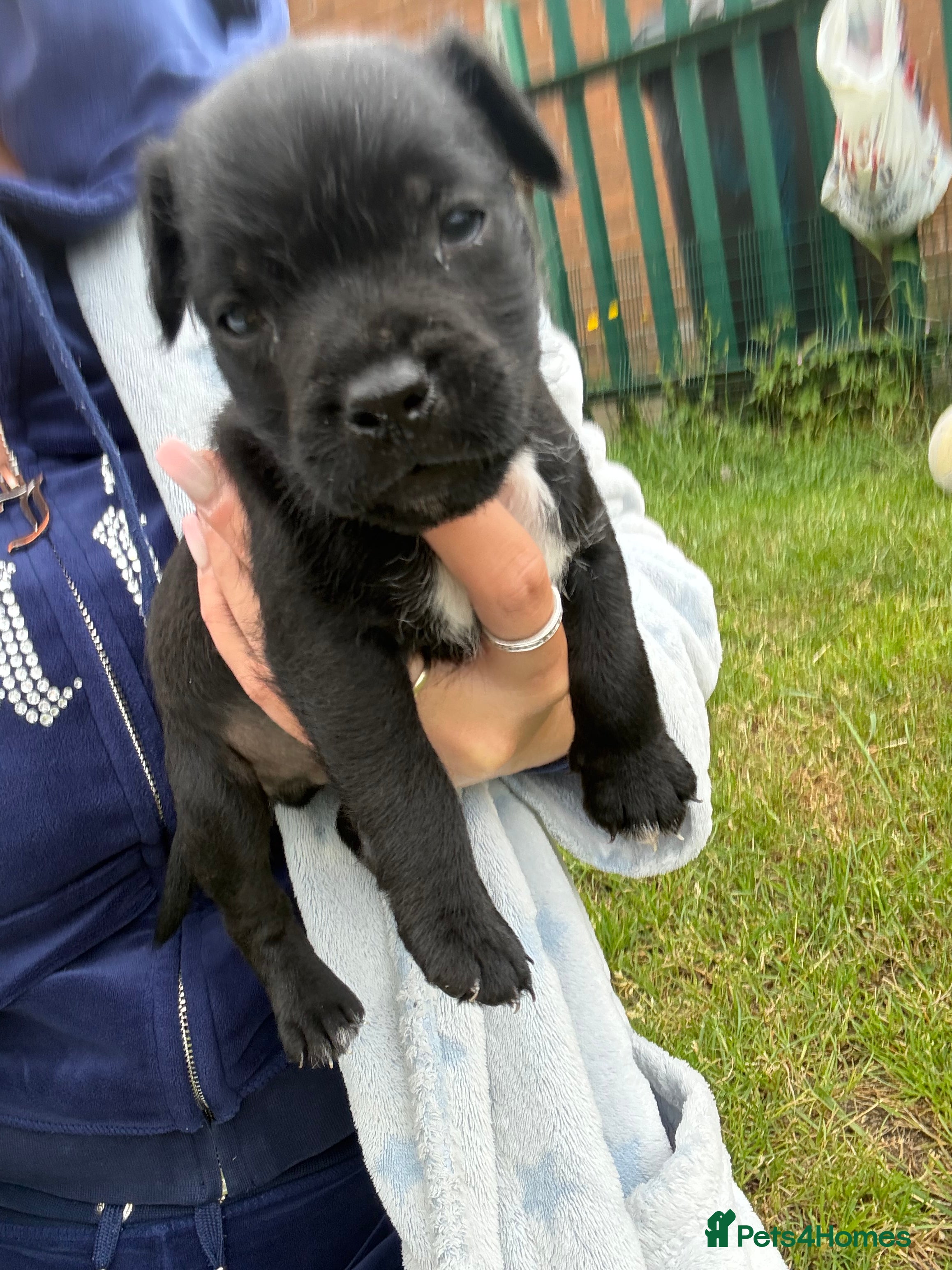Mixed Breed dogs for sale: Patterdale Lakeland’s - Advert 13