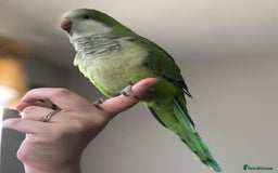 Parrots birds for sale: Baby super tamed Green Quaker talking parrot   - Image 1