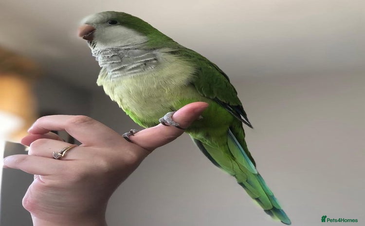 Parrots birds - Advert 6