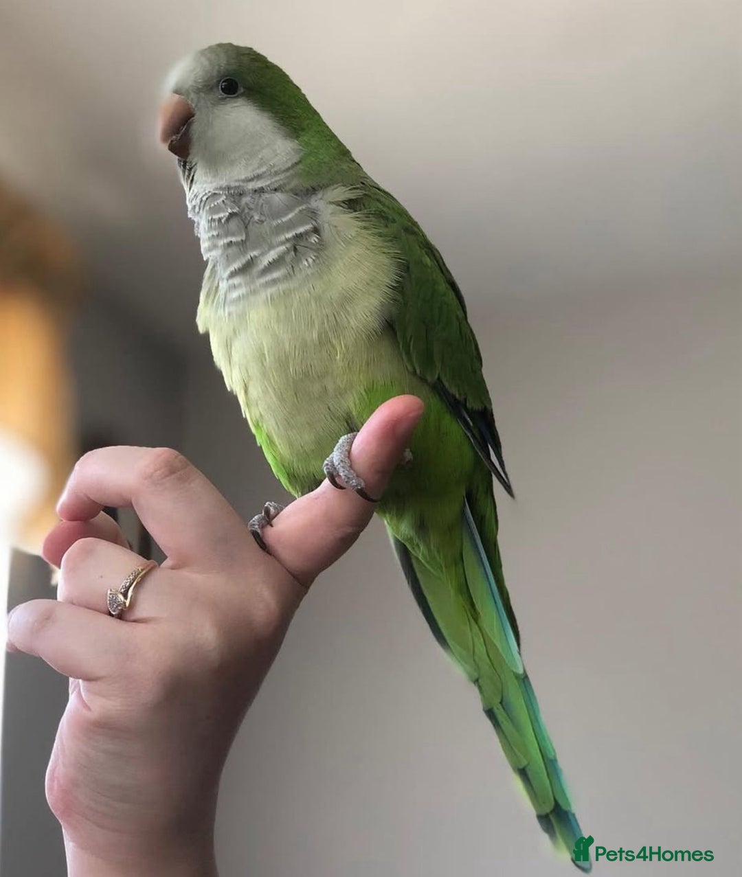 Parrots birds for sale: Baby super tamed Green Quaker talking parrot   - Image 1