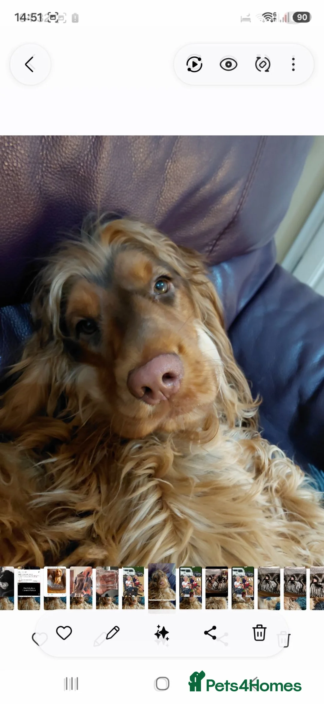 Cocker Spaniel dogs for stud: Marley in Stoke-on-Trent - Advert 2