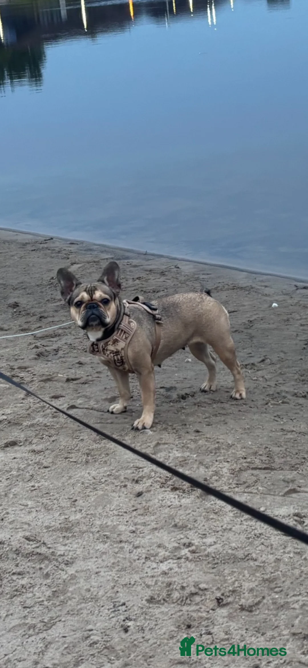 French Bulldog dogs for sale: Beautiful French Bulldog Puppies – 6 Healthy Pups - Advert 1