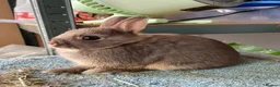 Netherland Dwarf rabbits for sale: Netherland Dwarf purebred Baby Rabbits NEW  - Advert 4