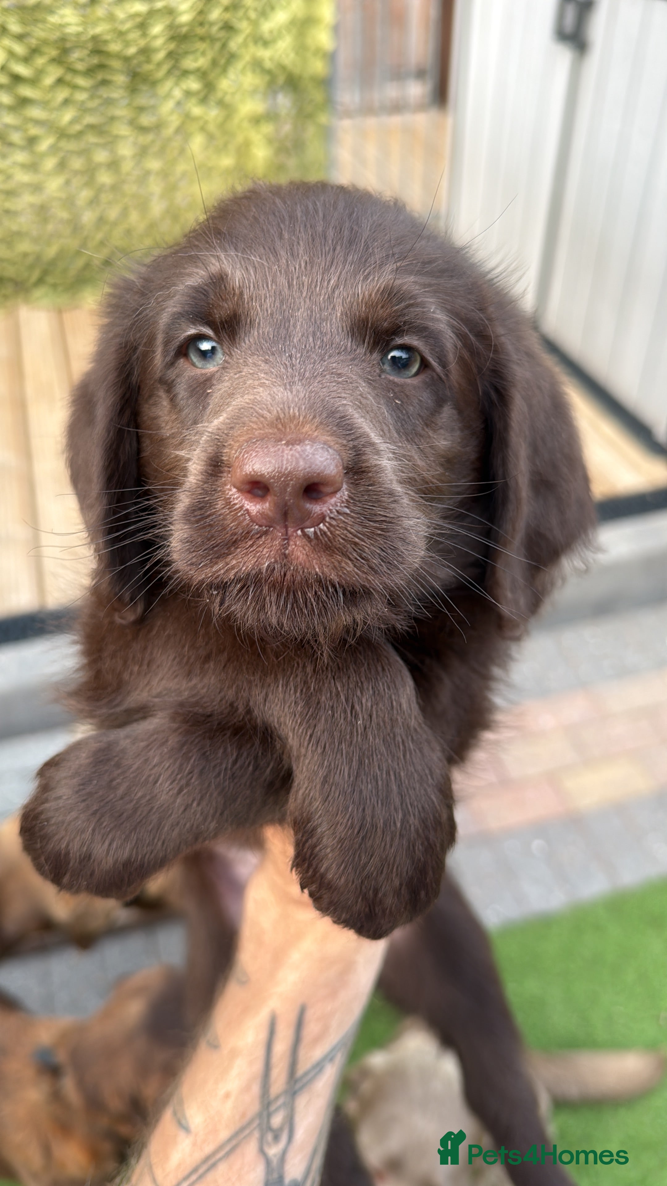 Labradoodle dogs 🐾 Rare Merle Labradoodles Ready to go 18/08/26🐾 - Advert 2