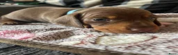 Dachshund dogs for sale: Dachshund puppies for sale  - Advert 20