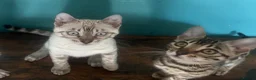 Bengal cats for sale: Supper friendly TICA registered kittens  - Advert 19